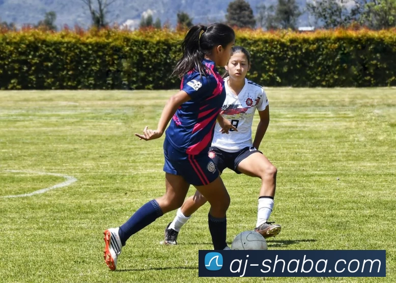 沙巴体育官网平台生态图